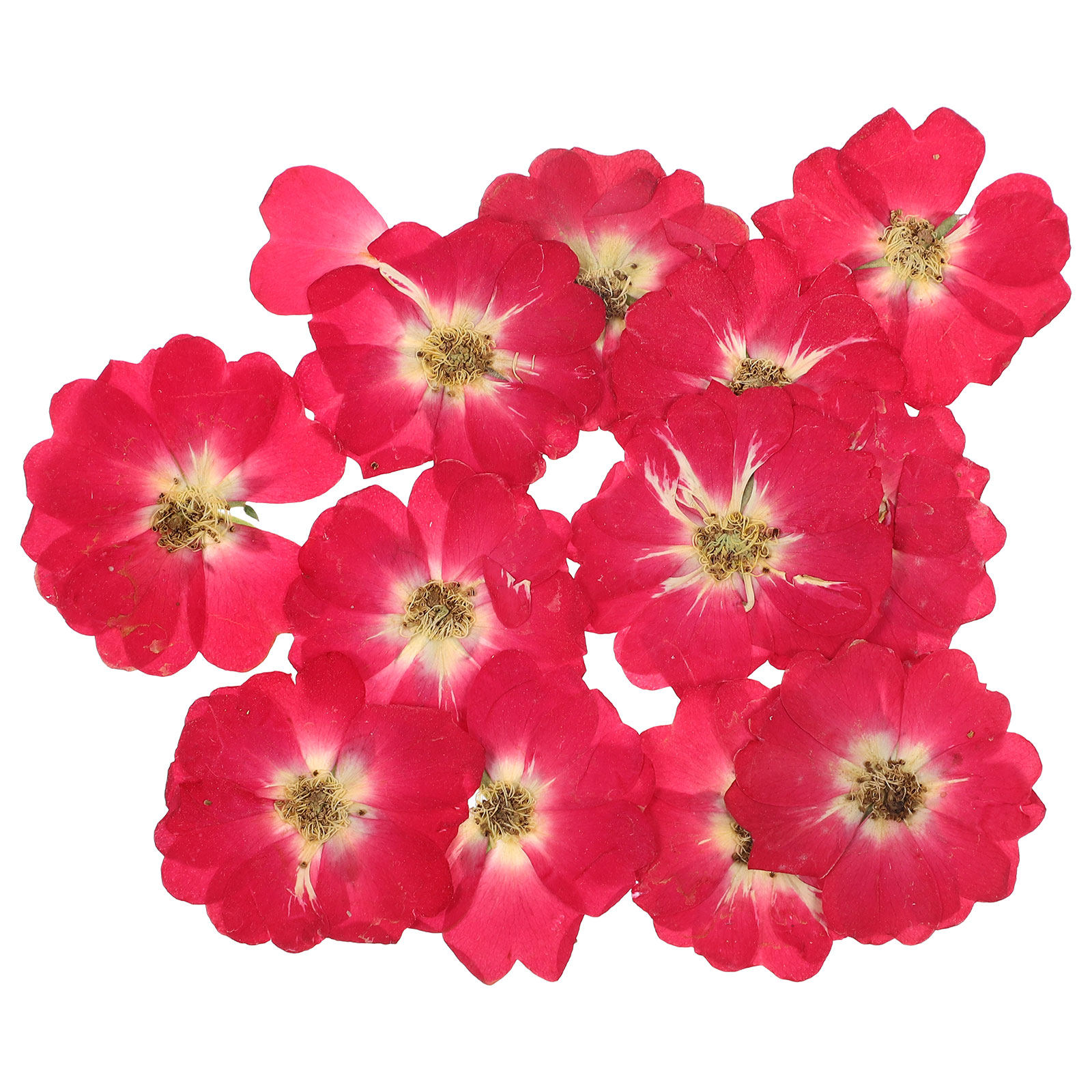 12Pcs Natural Dried Rose Press – Resin Art Diy Bewertung und Preis