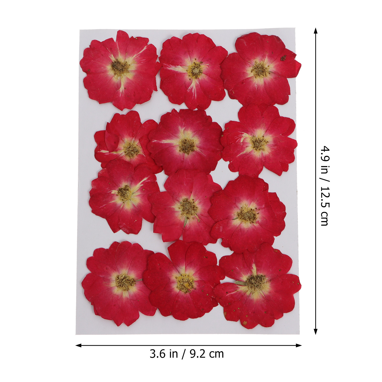 12Pcs Natural Dried Rose Press – Resin Art Diy Bewertung und Preis